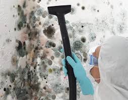 Best Basement Mold Removal in Westminster, CA